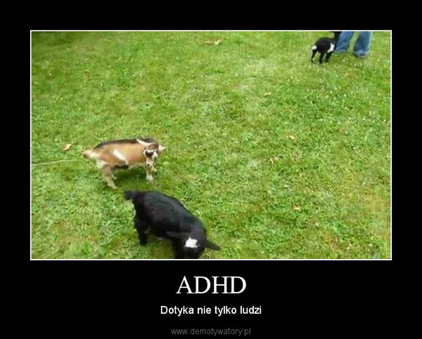 ADHD – Dotyka nie tylko ludzi 