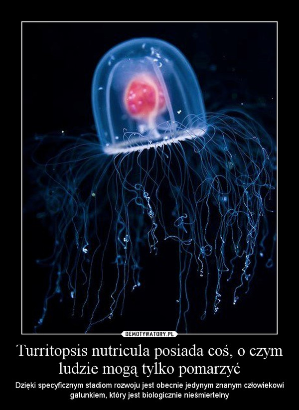 Turritopsis nutricula posiada coś, o czym ludzie mogą tylko pomarzyć – Dzięki specyficznym stadiom rozwoju jest obecnie jedynym znanym człowiekowi gatunkiem, który jest biologicznie nieśmiertelny 