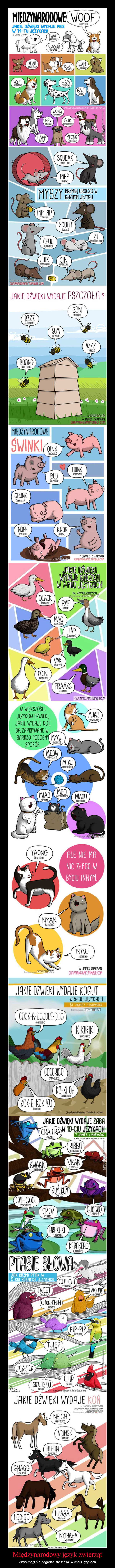Międzynarodowy język zwierząt – Abyś mógł nie dogadać się z nimi w wielu językach 