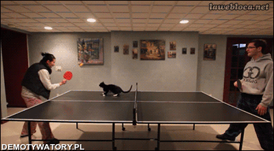 Każdy sport z kotem robi się zabawniejszy –  