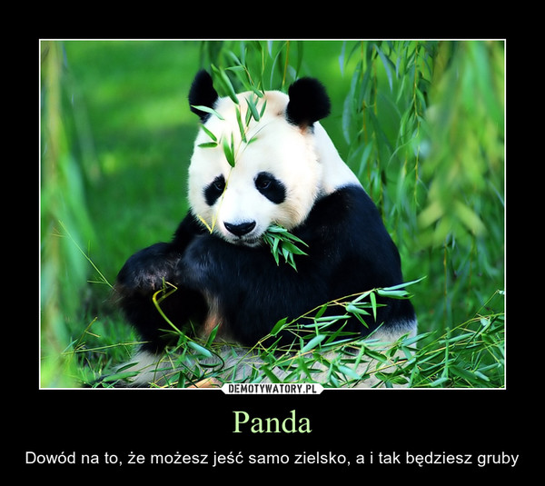 Panda – Dowód na to, że możesz jeść samo zielsko, a i tak będziesz gruby 