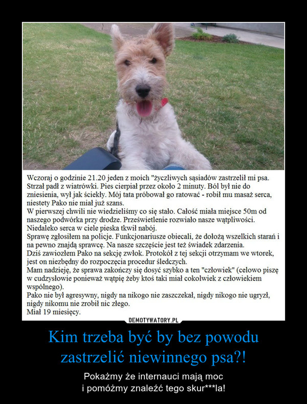 Kim trzeba być by bez powoduzastrzelić niewinnego psa?! – Pokażmy że internauci mają moci pomóżmy znaleźć tego skur***la! 
