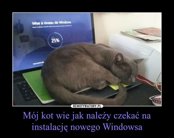 Mój kot wie jak należy czekać na instalację nowego Windowsa