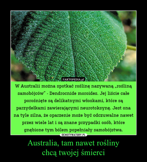 Australia, tam nawet roślinychcą twojej śmierci –  