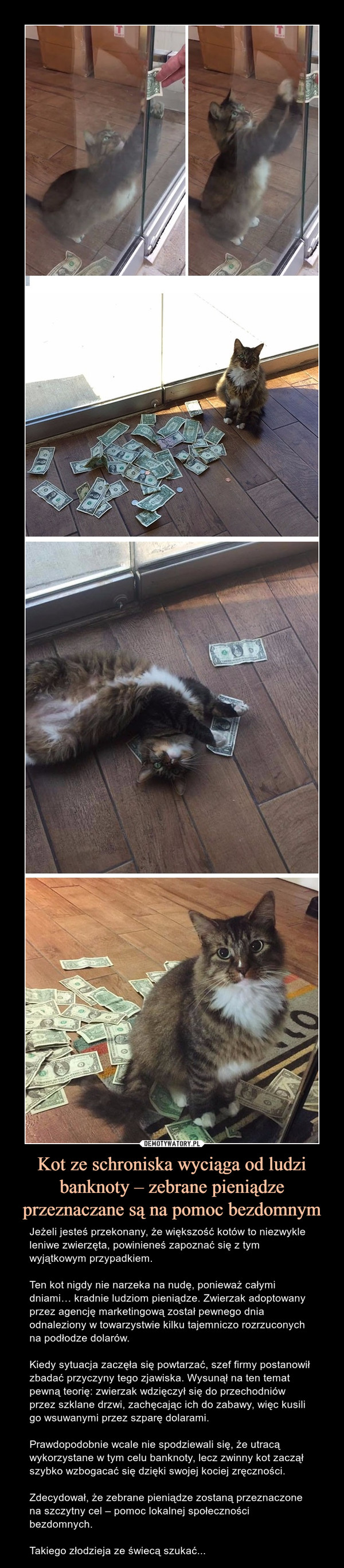 Kot ze schroniska wyciąga od ludzi banknoty – zebrane pieniądze przeznaczane są na pomoc bezdomnym