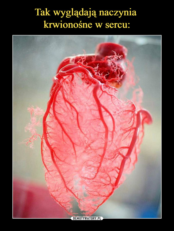 Tak wyglądają naczynia 
krwionośne w sercu: