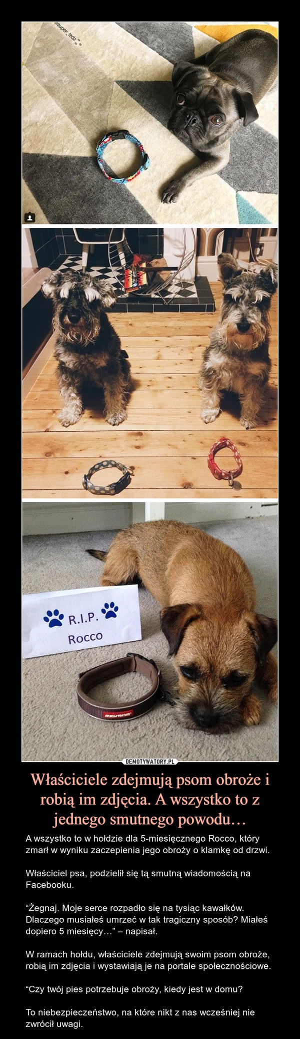 Właściciele zdejmują psom obroże i robią im zdjęcia. A wszystko to z jednego smutnego powodu… – A wszystko to w hołdzie dla 5-miesięcznego Rocco, który zmarł w wyniku zaczepienia jego obroży o klamkę od drzwi.Właściciel psa, podzielił się tą smutną wiadomością na Facebooku.“Żegnaj. Moje serce rozpadło się na tysiąc kawałków. Dlaczego musiałeś umrzeć w tak tragiczny sposób? Miałeś dopiero 5 miesięcy…” – napisał.W ramach hołdu, właściciele zdejmują swoim psom obroże, robią im zdjęcia i wystawiają je na portale społecznościowe.“Czy twój pies potrzebuje obroży, kiedy jest w domu?To niebezpieczeństwo, na które nikt z nas wcześniej nie zwrócił uwagi. 