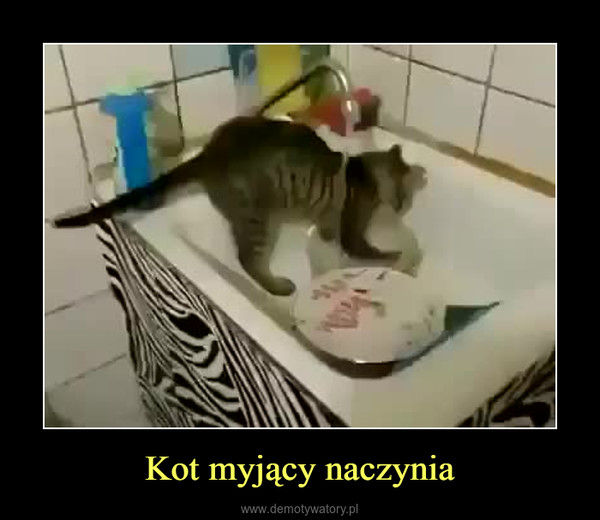 Kot myjący naczynia –  