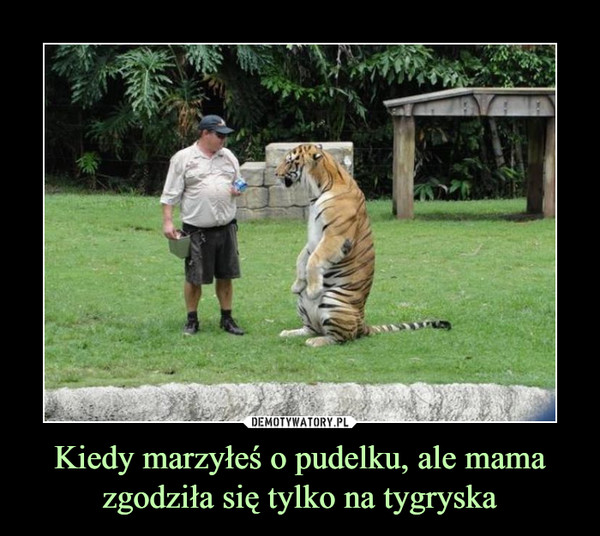 Kiedy marzyłeś o pudelku, ale mama zgodziła się tylko na tygryska –  