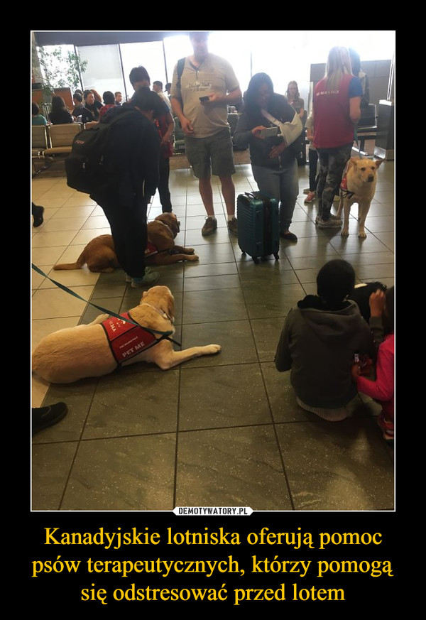Kanadyjskie lotniska oferują pomoc psów terapeutycznych, którzy pomogą się odstresować przed lotem –  