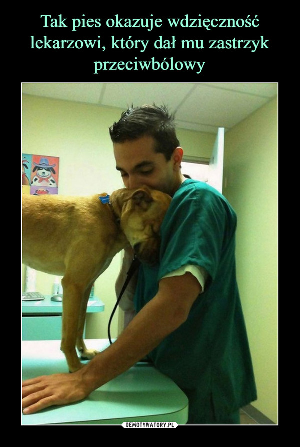 Tak pies okazuje wdzięczność lekarzowi, który dał mu zastrzyk przeciwbólowy