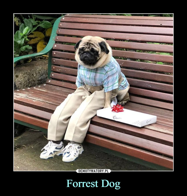 Forrest Dog –  