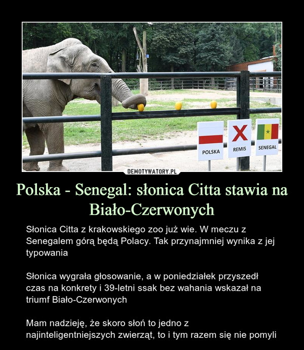 Polska - Senegal: słonica Citta stawia na Biało-Czerwonych – Słonica Citta z krakowskiego zoo już wie. W meczu z Senegalem górą będą Polacy. Tak przynajmniej wynika z jej typowaniaSłonica wygrała głosowanie, a w poniedziałek przyszedł czas na konkrety i 39-letni ssak bez wahania wskazał na triumf Biało-CzerwonychMam nadzieję, że skoro słoń to jedno z najinteligentniejszych zwierząt, to i tym razem się nie pomyli 