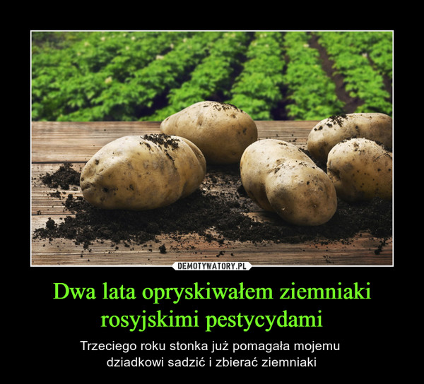 Dwa lata opryskiwałem ziemniaki rosyjskimi pestycydami – Trzeciego roku stonka już pomagała mojemu dziadkowi sadzić i zbierać ziemniaki 