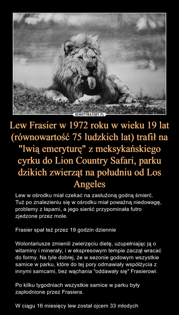 Lew Frasier w 1972 roku w wieku 19 lat (równowartość 75 ludzkich lat) trafił na "lwią emeryturę" z meksykańskiego cyrku do Lion Country Safari, parku dzikich zwierząt na południu od Los Angeles – Lew w ośrodku miał czekać na zasłużoną godną śmierć. Tuż po znalezieniu się w ośrodku miał poważną niedowagę, problemy z łapami, a jego sierść przypominała futro zjedzone przez mole. Frasier spał też przez 19 godzin dziennieWolontariusze zmienili zwierzęciu dietę, uzupełniając ją o witaminy i minerały, i w ekspresowym tempie zaczął wracać do formy. Na tyle dobrej, że w sezonie godowym wszystkie samice w parku, które do tej pory odmawiały współżycia z innymi samcami, bez wąchania "oddawały się" Frasierowi.Po kilku tygodniach wszystkie samice w parku były zapłodnione przez Frasiera.W ciągu 16 miesięcy lew został ojcem 33 młodych 