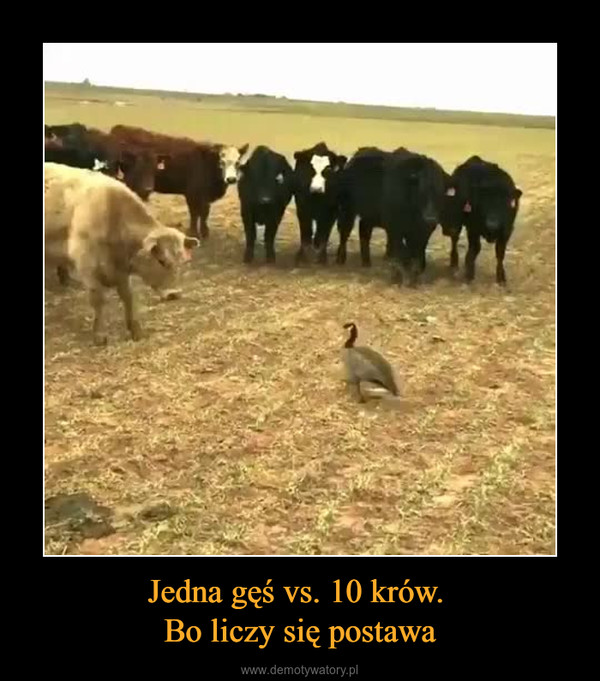 Jedna gęś vs. 10 krów. Bo liczy się postawa –  