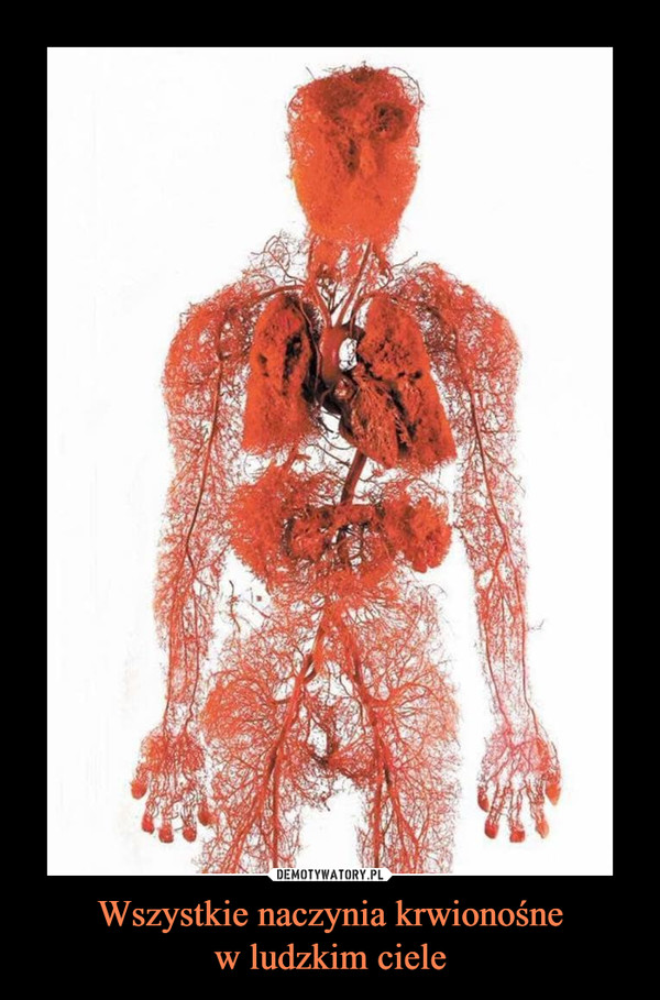 Wszystkie naczynia krwionośnew ludzkim ciele –  