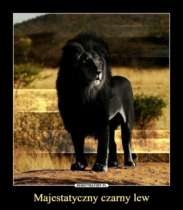 Majestatyczny czarny lew