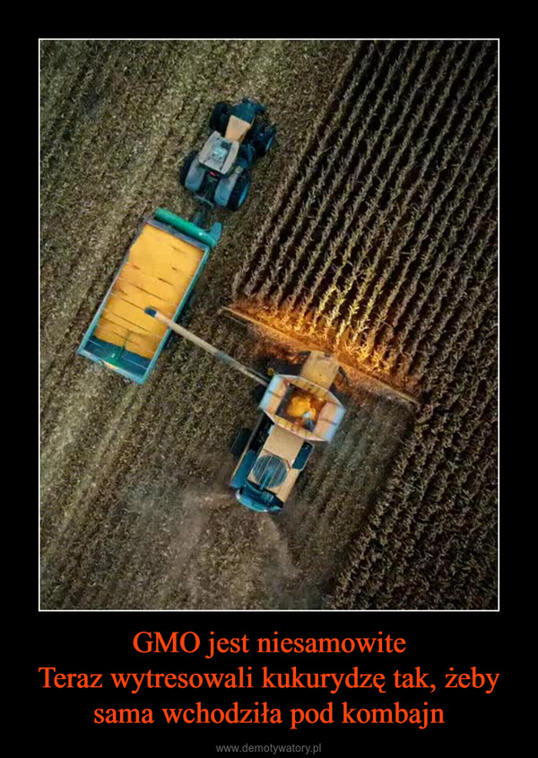 GMO jest niesamowiteTeraz wytresowali kukurydzę tak, żeby sama wchodziła pod kombajn –  