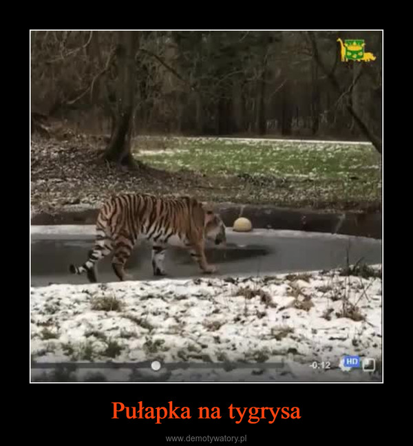 Pułapka na tygrysa –  
