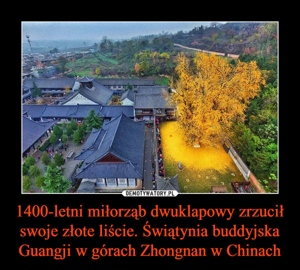 1400-letni miłorząb dwuklapowy zrzucił swoje złote liście. Świątynia buddyjska Guangji w górach Zhongnan w Chinach –  