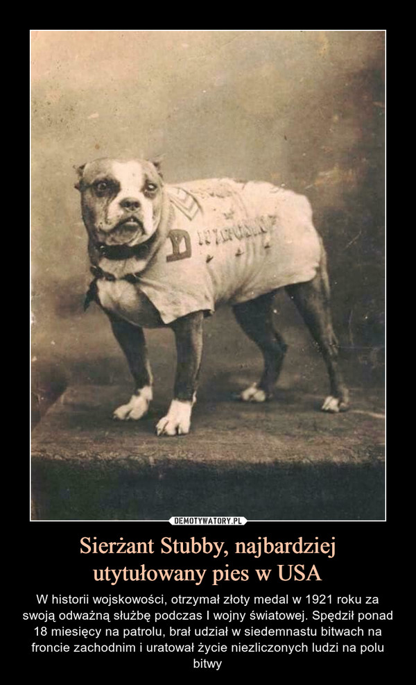 Sierżant Stubby, najbardziej
utytułowany pies w USA