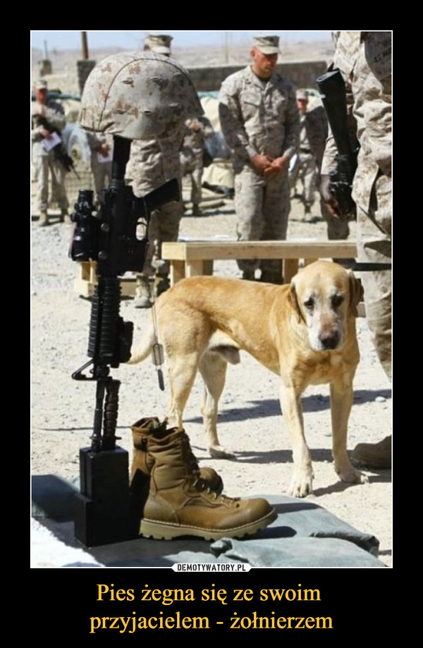 Pies żegna się ze swoim 
przyjacielem - żołnierzem