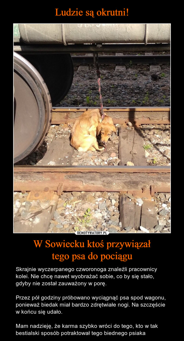 Ludzie są okrutni! W Sowiecku ktoś przywiązał
tego psa do pociągu