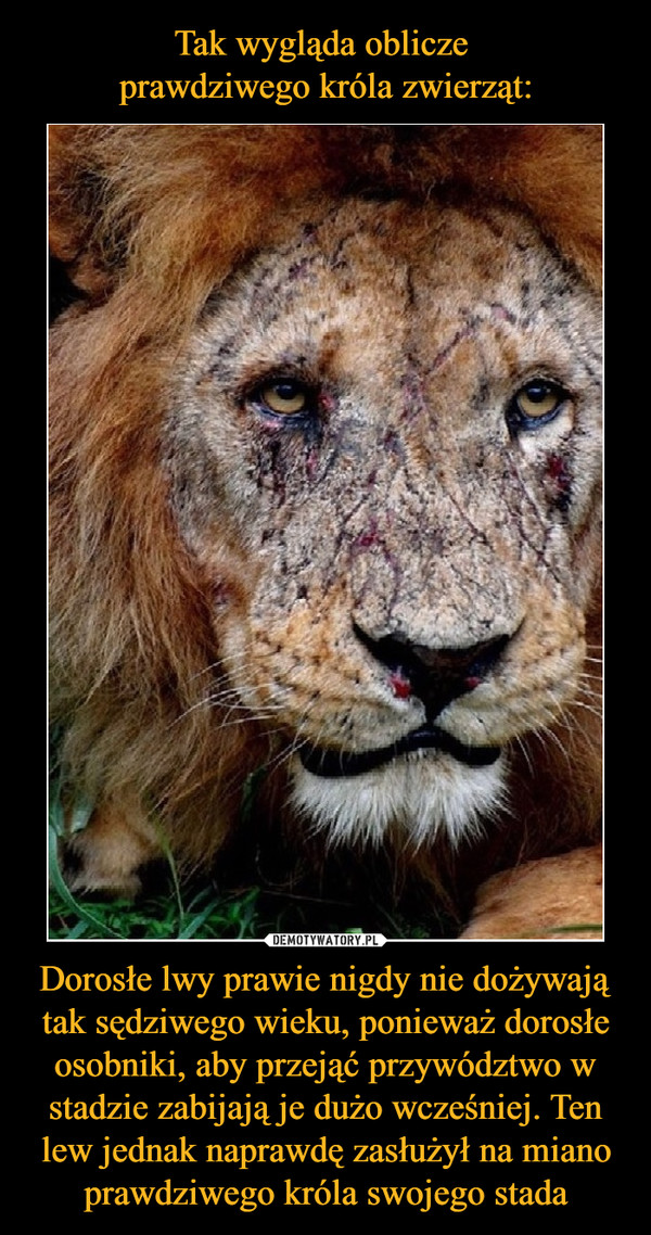 Dorosłe lwy prawie nigdy nie dożywają tak sędziwego wieku, ponieważ dorosłe osobniki, aby przejąć przywództwo w stadzie zabijają je dużo wcześniej. Ten lew jednak naprawdę zasłużył na miano prawdziwego króla swojego stada –  