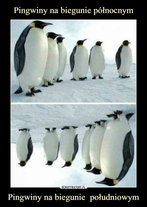 Pingwiny na biegunie północnym Pingwiny na biegunie  południowym