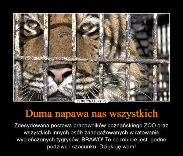 Duma napawa nas wszystkich – Zdecydowana postawa pracowników poznańskiego ZOO oraz wszystkich innych osób zaangażowanych w ratowanie wycieńczonych tygrysów. BRAWO! To co robicie jest  godne podziwu i szacunku. Dziękuję wam! 