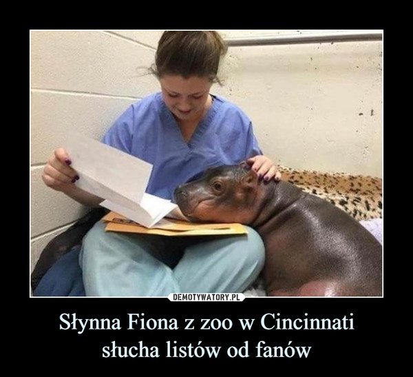Słynna Fiona z zoo w Cincinnati
słucha listów od fanów