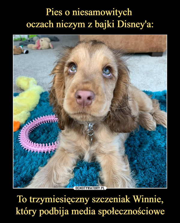 Pies o niesamowitych 
oczach niczym z bajki Disney'a: To trzymiesięczny szczeniak Winnie, który podbija media społecznościowe
