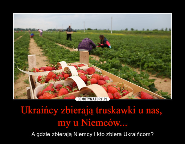 Ukraińcy zbierają truskawki u nas, my u Niemców... – A gdzie zbierają Niemcy i kto zbiera Ukraińcom? 