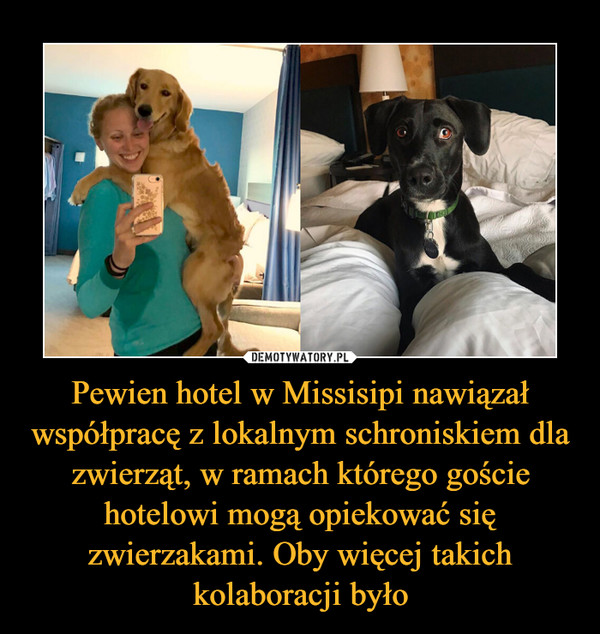 Pewien hotel w Missisipi nawiązał współpracę z lokalnym schroniskiem dla zwierząt, w ramach którego goście hotelowi mogą opiekować się zwierzakami. Oby więcej takich kolaboracji było