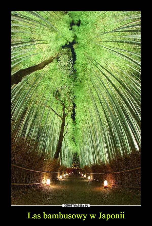 Las bambusowy w Japonii –  