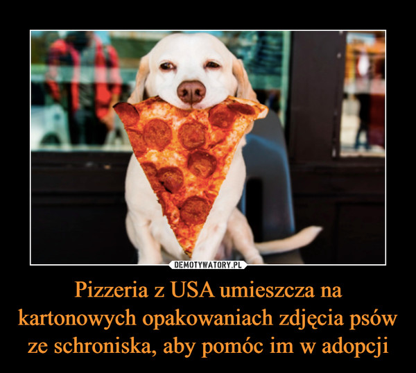 Pizzeria z USA umieszcza na kartonowych opakowaniach zdjęcia psów ze schroniska, aby pomóc im w adopcji –  