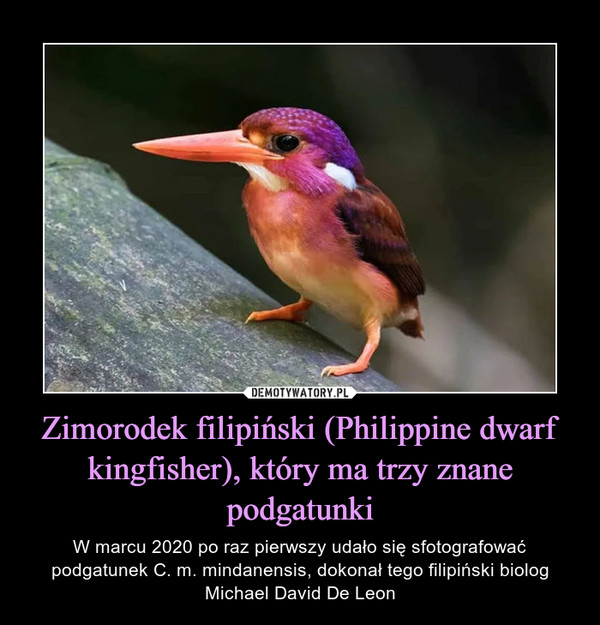 Zimorodek filipiński (Philippine dwarf kingfisher), który ma trzy znane podgatunki – W marcu 2020 po raz pierwszy udało się sfotografować podgatunek C. m. mindanensis, dokonał tego filipiński biolog Michael David De Leon 