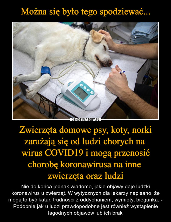 Zwierzęta domowe psy, koty, norki zarażają się od ludzi chorych na wirus COVID19 i mogą przenosić chorobę koronawirusa na inne zwierzęta oraz ludzi – Nie do końca jednak wiadomo, jakie objawy daje ludzki koronawirus u zwierząt. W wytycznych dla lekarzy napisano, że mogą to być katar, trudności z oddychaniem, wymioty, biegunka. - Podobnie jak u ludzi prawdopodobne jest również wystąpienie łagodnych objawów lub ich brak 
