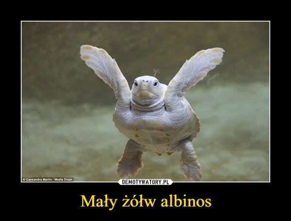 Mały żółw albinos –  