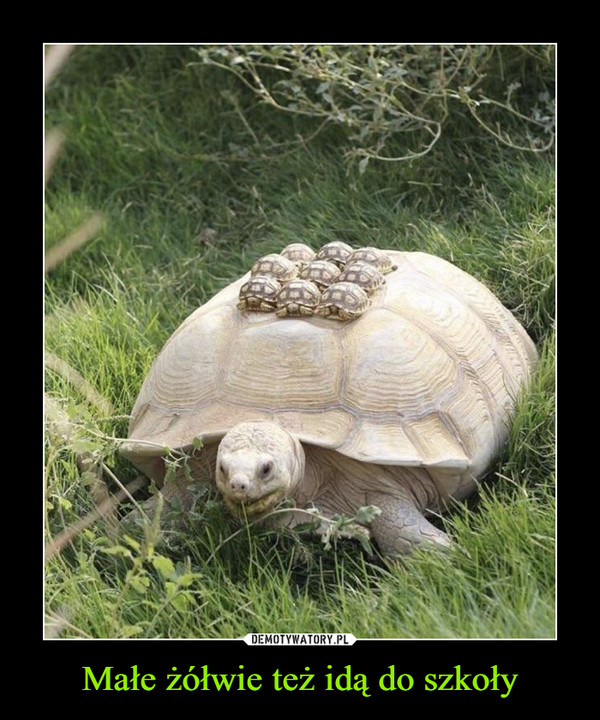 Małe żółwie też idą do szkoły –  