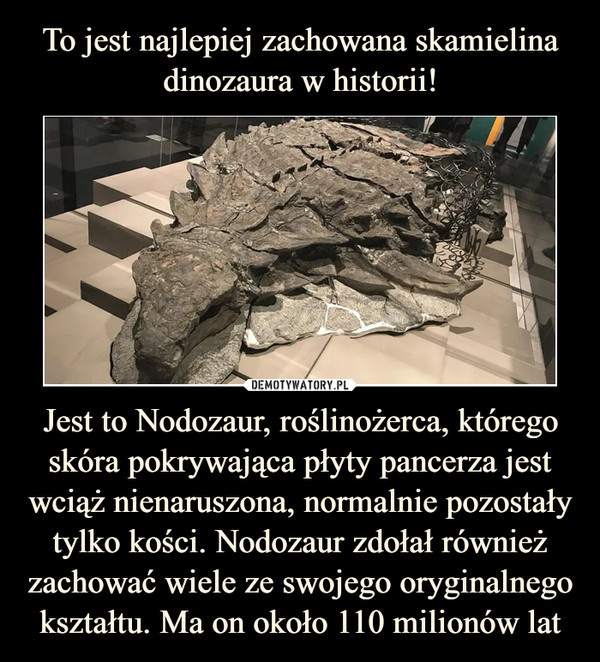 Jest to Nodozaur, roślinożerca, którego skóra pokrywająca płyty pancerza jest wciąż nienaruszona, normalnie pozostały tylko kości. Nodozaur zdołał również zachować wiele ze swojego oryginalnego kształtu. Ma on około 110 milionów lat –  