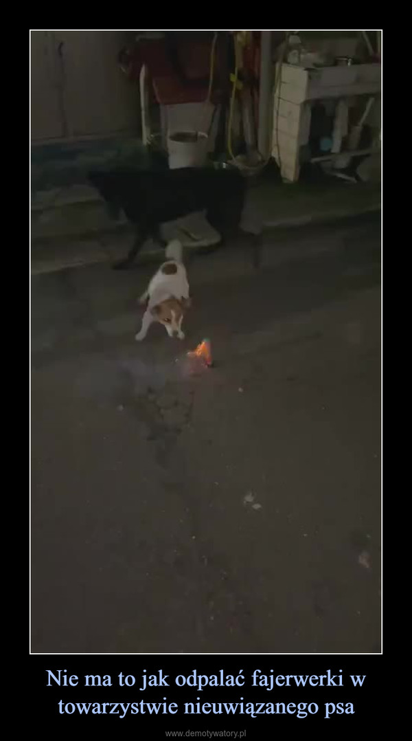 Nie ma to jak odpalać fajerwerki w towarzystwie nieuwiązanego psa –  
