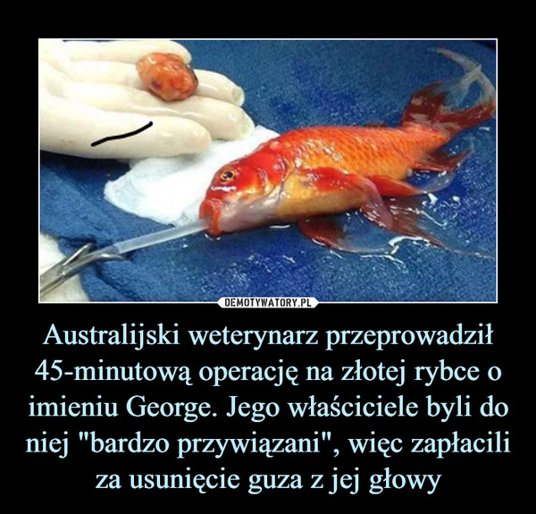 Australijski weterynarz przeprowadził 45-minutową operację na złotej rybce o imieniu George. Jego właściciele byli do niej "bardzo przywiązani", więc zapłacili za usunięcie guza z jej głowy