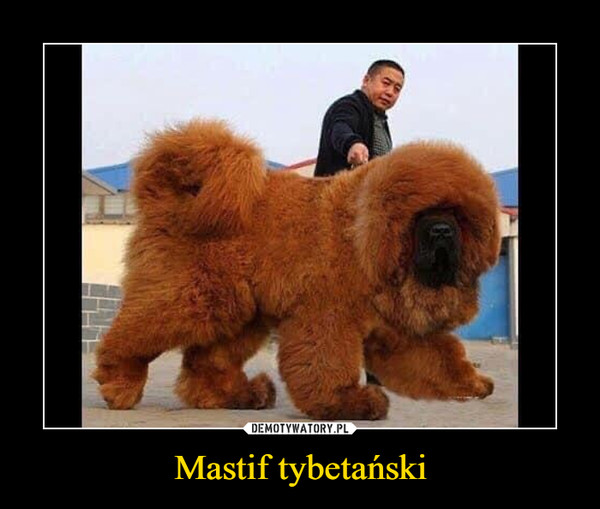 Mastif tybetański –  