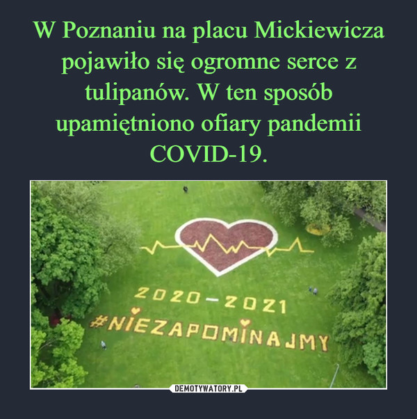 W Poznaniu na placu Mickiewicza pojawiło się ogromne serce z tulipanów. W ten sposób upamiętniono ofiary pandemii COVID-19.
