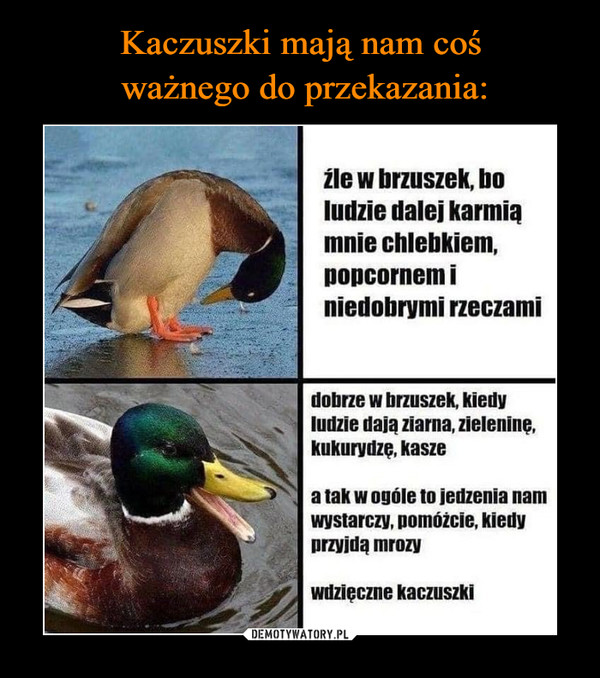  –  źle w brzuszek, bo ludzie dalej karmią mnie chlebkiem, popcornem i niedobrymi rzeczami dobrze w brzuszek, kiedy ludzie dala ziarna, zieleninę, kukurydzę, kasze a tak w ogóle to jedzenia nam wystarczy, pomóżcie, kiedy przyjdą mrozy wdzięczne kaczuszki