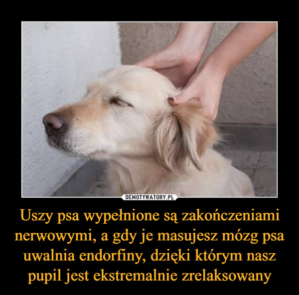 Uszy psa wypełnione są zakończeniami nerwowymi, a gdy je masujesz mózg psa uwalnia endorfiny, dzięki którym nasz pupil jest ekstremalnie zrelaksowany