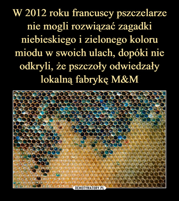 W 2012 roku francuscy pszczelarze nie mogli rozwiązać zagadki niebieskiego i zielonego koloru miodu w swoich ulach, dopóki nie odkryli, że pszczoły odwiedzały lokalną fabrykę M&M