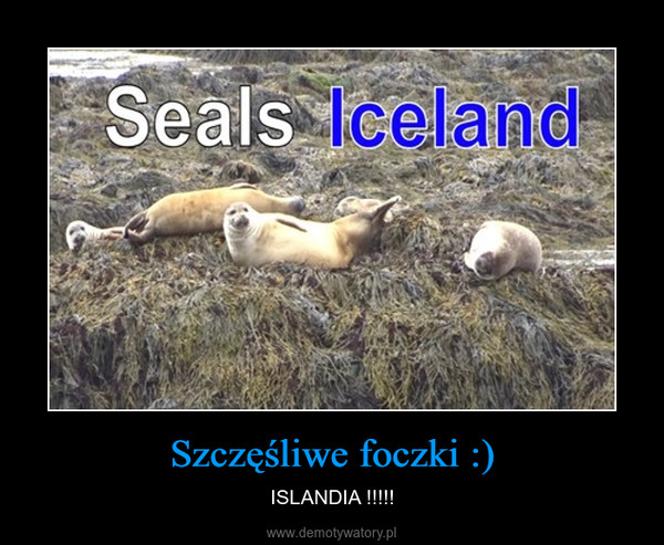 Szczęśliwe foczki :) – ISLANDIA !!!!! 